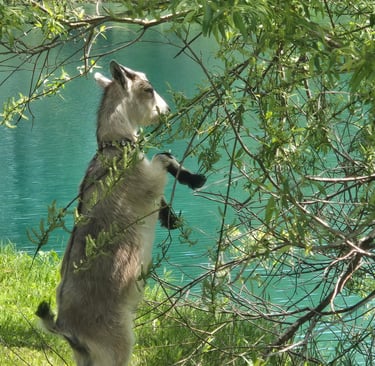 a dog standing on a grassy field with a tree in the background