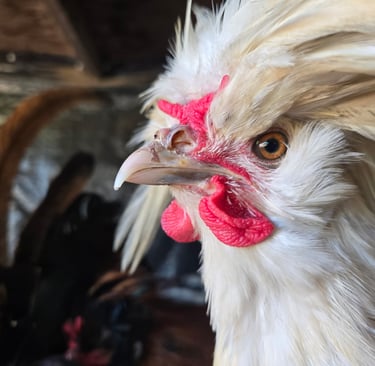 a chicken with a red and white head