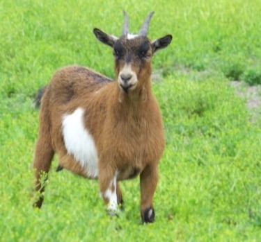 a goat with a goatee standing in the grass