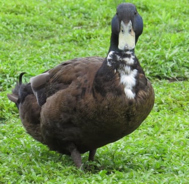 a duckling standing in the grass with its head turned to the camera