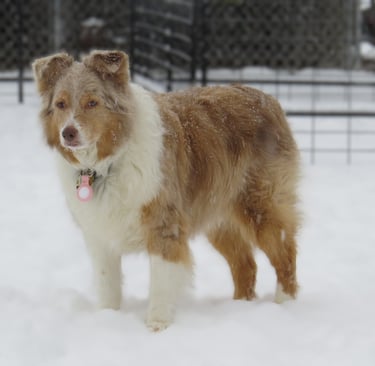 Dog in the snow at Little Britain Pet Resort Port Perry Lindsay