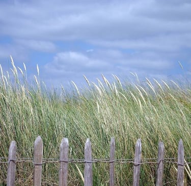 oyat herbes des dunes