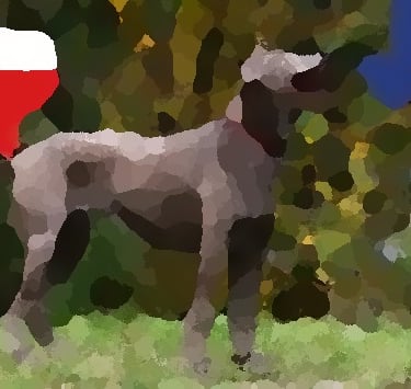 texas dog blotchy image