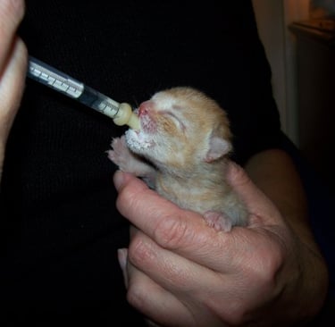 A tiny ginger kitten is being held in one hand while being syringe fed