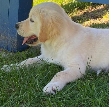 A happy looking golden retriever puppy is lying down with her tongue out