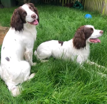 Two liver and white springer spaniels are sitting and lying in the grass, one smiling at the camera
