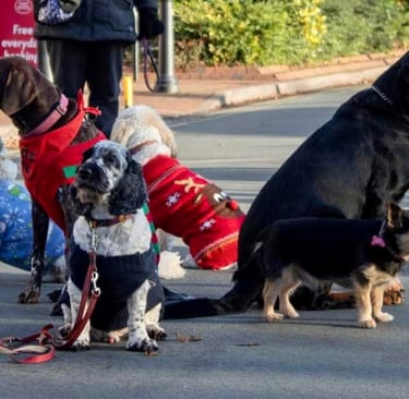 Pads dogs in a Christmas display
