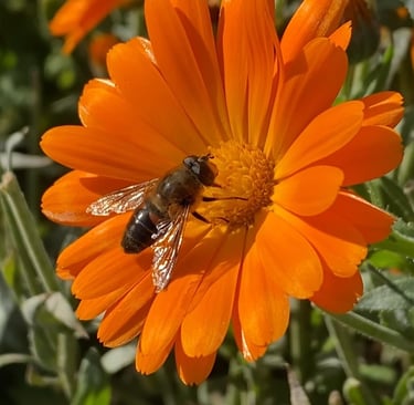 A bee on a calendula flower