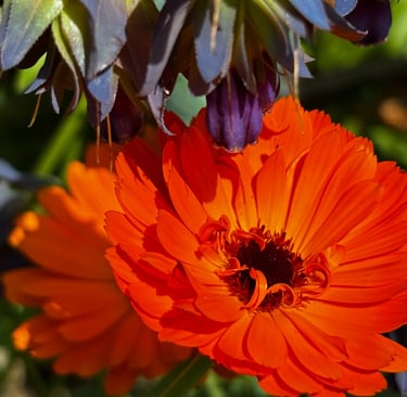 CALENDULA 'NEON' AND CERINTHE