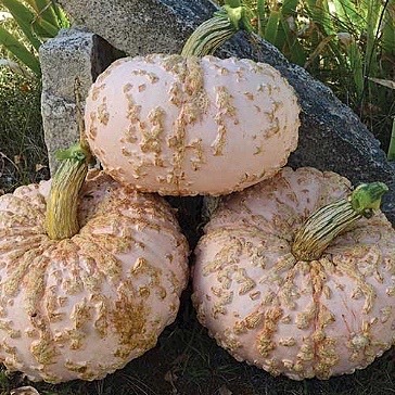 Galeux d'Eyesines pale orange pumpkins with distinctive rough, warty skin