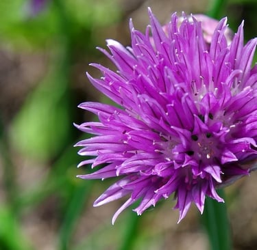 Chive flower head a vibrant pink purple, The delicate purple flowers are edible and make a fabulous edible salad decoration