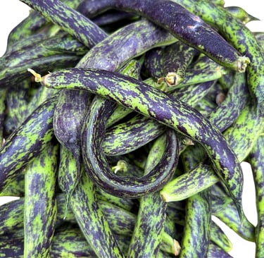 PRINCESS HEIRLOOM BEANS | Loved for its reliability, flavour, and old-fashioned character.