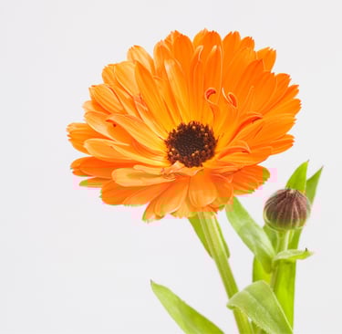 CALENDULA 'NEON' | Edible Petals