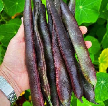 Black Knight produces pods that start off green but mature to a purple black making them easy to spot and harvest!