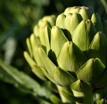 Green Globe Italian Artichoke