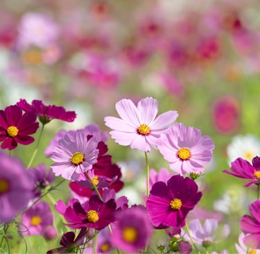 COSMOS | Various varieties