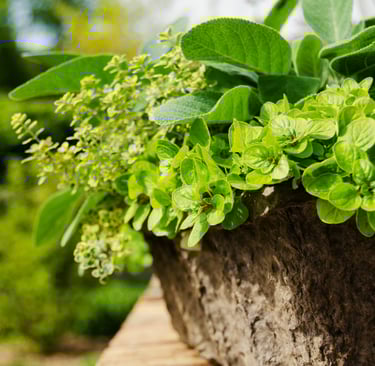 Grow your own herb garden