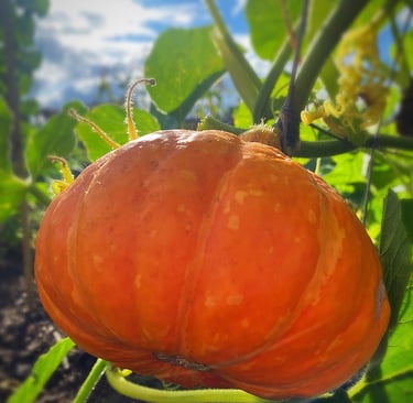 UCHIKI KURI WINTER SQUASH