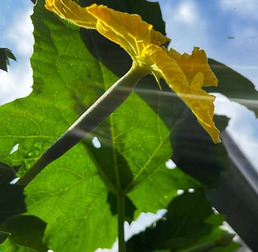 Luffa gourd seeds are highly sought after for their numerous benefits and versatile uses. 