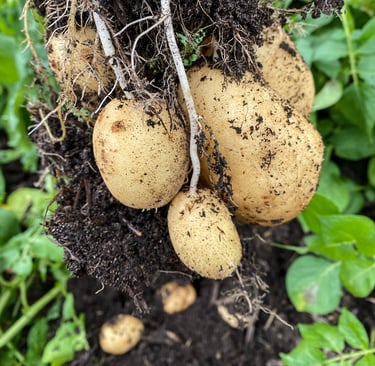First Early Potatoes