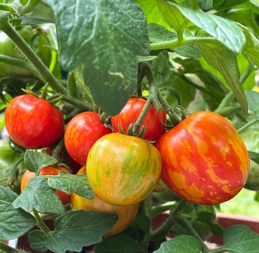 Micro Dwarf Tiny Tiger tomatoes, showing small, striped cherry tomatoes in shades of red and golden-orange