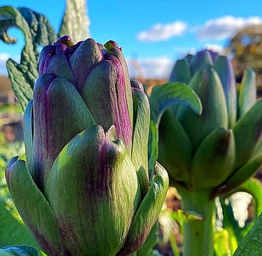 Violet de Provence It’s as ornamental as it is edible, and is ideal for a variety of situations, and is loved by bees.