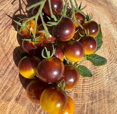 AWESOME EMMA CHERRY TOMATOES