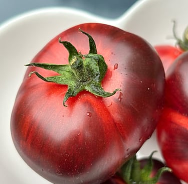 Eye Candy dwarf tomato plant with clusters of small crimson/pink, and antho fruits on a compact, bushy plant.