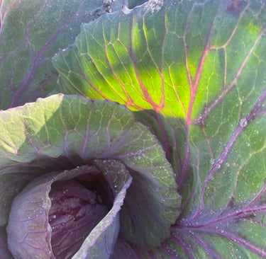HEIRLOOM MAMMOTH RED ROCK CABBAGE