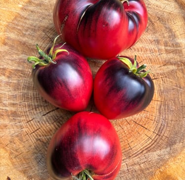 KAS 21 tomato with clusters of smooth, round, bright red tomatoes, a high-yield variety valued for its disease resistance