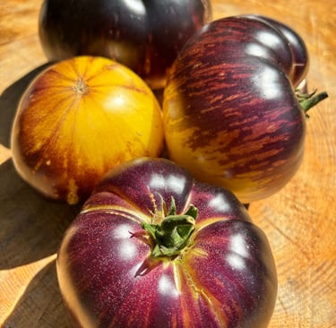 Solar Eclipse’ tomatoes, showing ripe, round tomatoes with deep purple skin and golden blossom end.