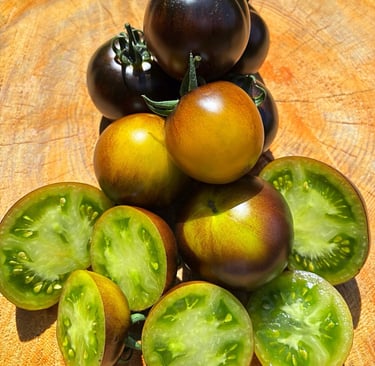 Wagner Blue Green tomato with medium fruits showing blue shoulders and green flesh, grown on sturdy, productive vines
