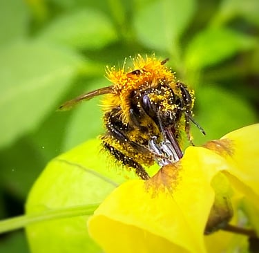 Bee collecting nectar