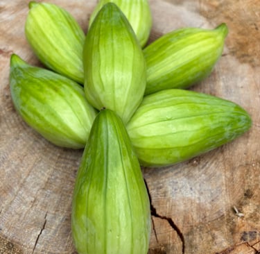 ACHOCHA 'SLIPPER GOURD' | A vigorous climbing vine belonging to the cucumber family.