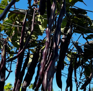 Blauhilde Heirloom Climbing Beans