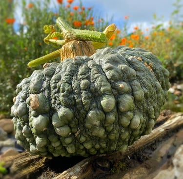 Marina di Chioggia Italian Heirloom Winter Squash