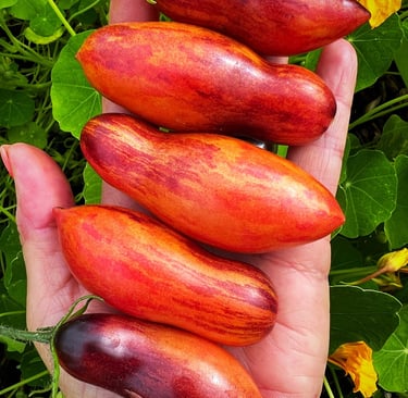 ANTHO PINK PANTHER Dwarf Tomato 