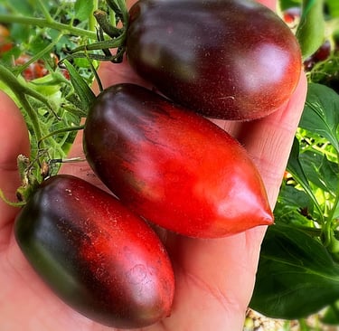 Indeterminate, produces masses of mini plum shaped tomatoes.  Striking crimson on the blossom end with rich antho shoulders. 