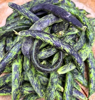 CLIMBING BEAN PRINCESS l Heirloom Variety