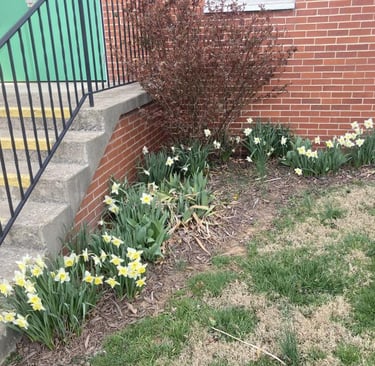 Springtime Flowers at Wesley Chapel!!!