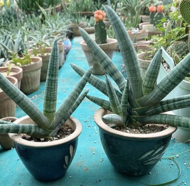 a variety of Sansevieria plants in pots on a table