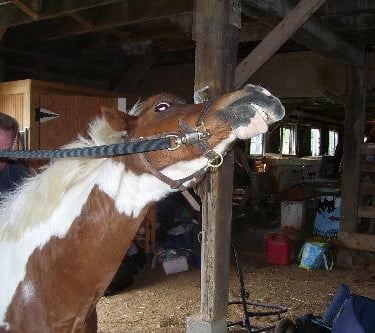 A horse stretching it's neck in pleasure from being massaged