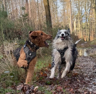 Buddy Doggy Dog walking Dog sitting Brussels