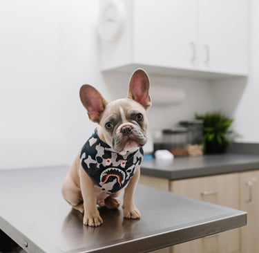 dog sitting, vétérinaire, toiletteur, bruxelles