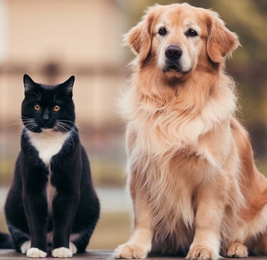 Katze und Hund sitzen nebeneinander