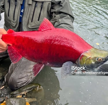 a man holding a fish on a river