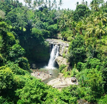 falls hidden in the forest