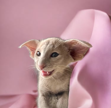 Metexa Oriental kittens