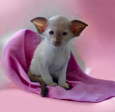 Metexa Siamese kittens 