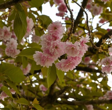 piccoli fiori sakura ripresi in primo piano di colore rosa con sfondo verde degli alberi